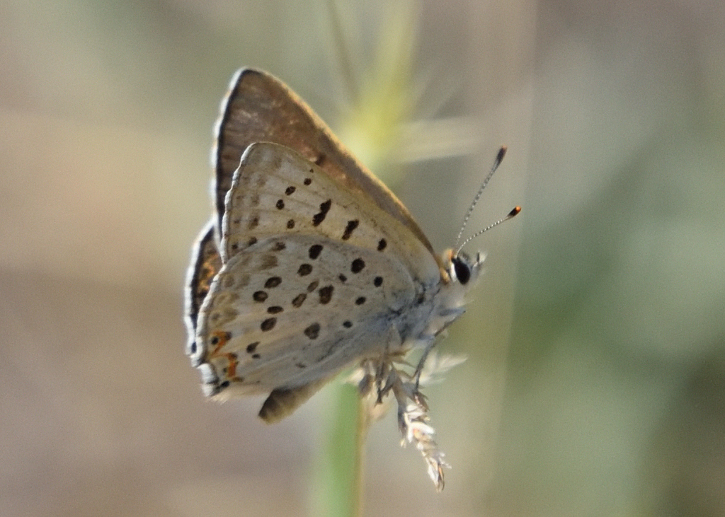 Great Copper from Horseshoe Ranch Wildlife Area, CSNM, Siskiyou County