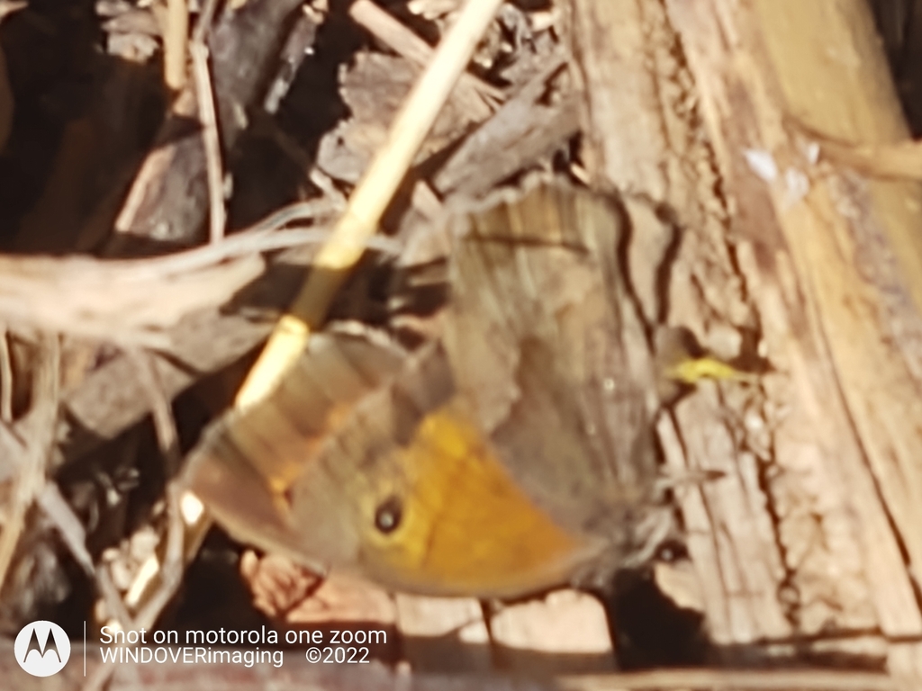 Meadow Brown from Milton Street, Polegate BN26 5RW, UK on August 6