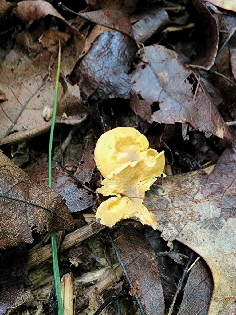 chanterelles from Washington Township, IN, USA on August 06, 2022 at 10