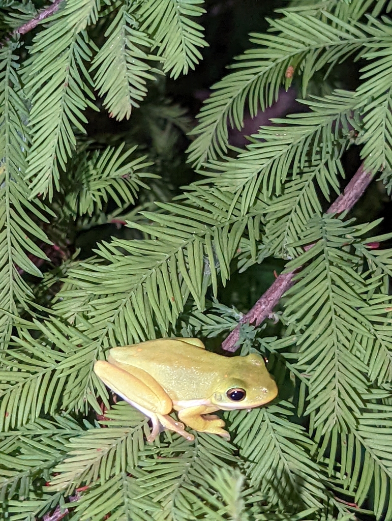 Green Treefrog from Houston, TX 77062, USA on August 6, 2022 at 1017