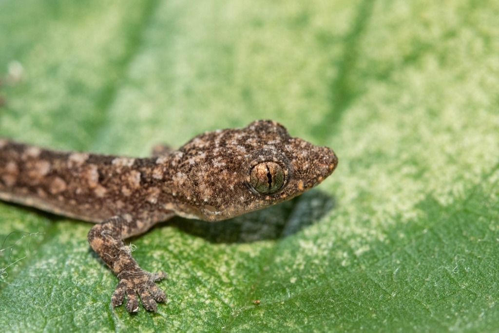 Tropical House Gecko from Marloth Park, South Africa on February 18