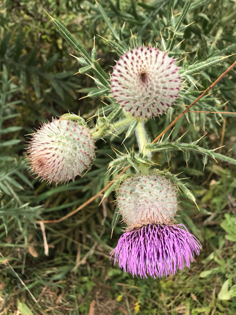 Woolly Thistle from Andover on July 30, 2022 at 0233 PM by heatherjs(03)