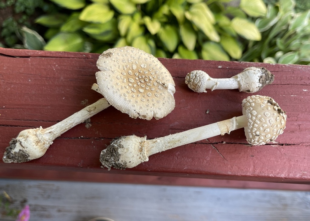 Small FunnelVeil Amanita from Monroe County, IN, USA on August 06