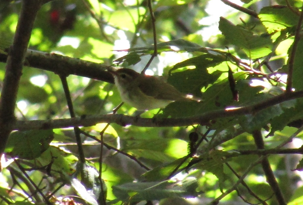 Vireo Gorra Café (Aves de Rionegro, Ant) · NaturaLista Colombia
