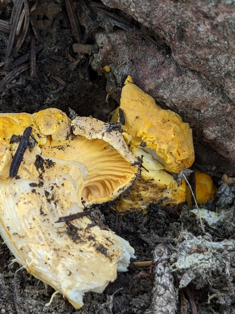 Rainbow Chanterelle from Preston, ID 83263, USA on August 11, 2022 at