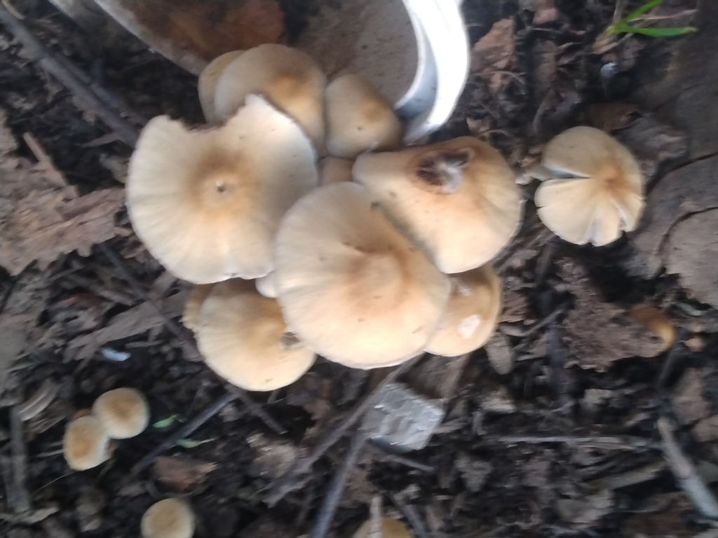 Fungi Including Lichens from Peeples Valley, AZ, USA on July 31, 2022