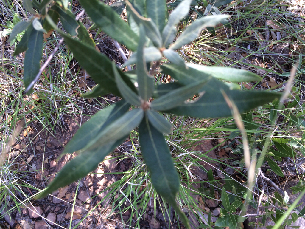 silverleaf oak (Oaks of Texas) · iNaturalist