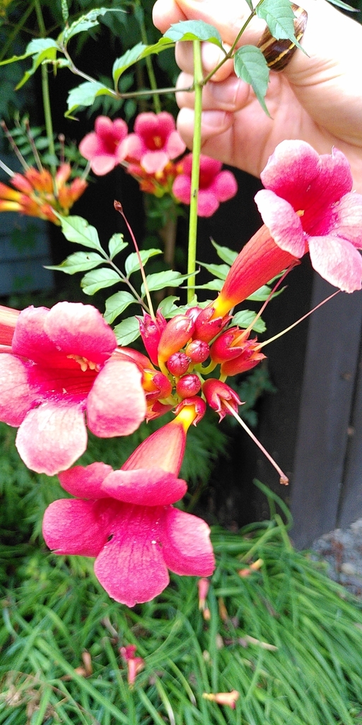 American trumpet vine from Halifax, NS B3L 2Y1, Canada on August 18, 2022 at 0457 PM by