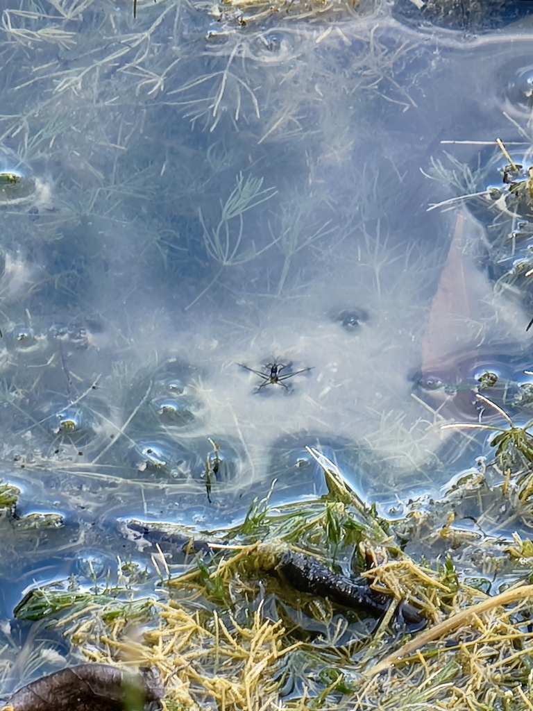 Water Striders from Puslinch, ON N0B 2J0, Canada on August 18, 2022 at