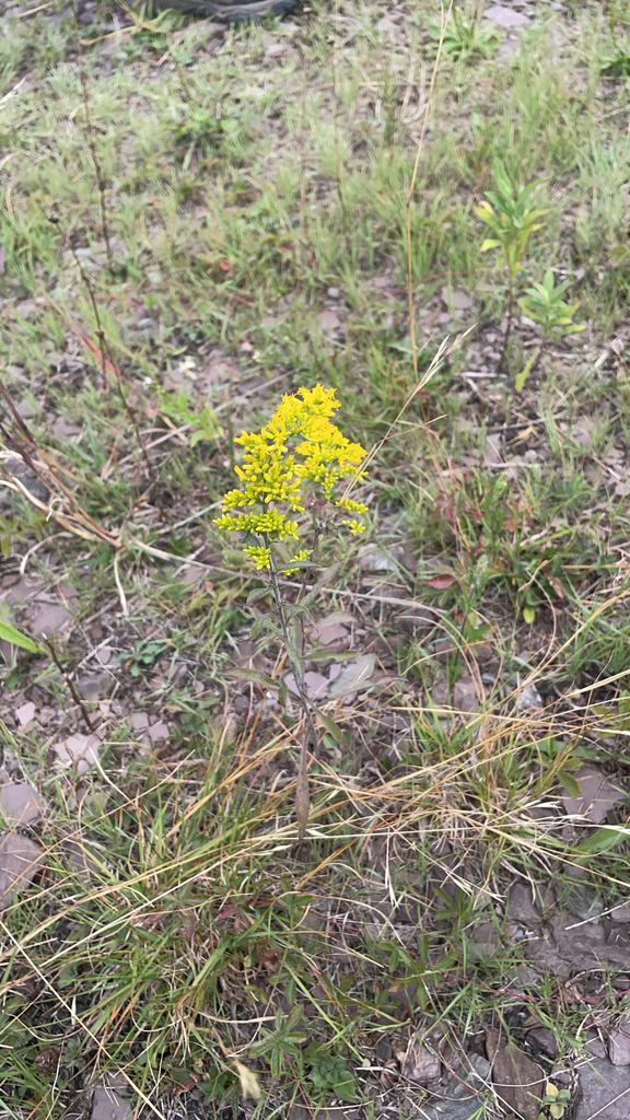 field goldenrod from Luzerne County, USPA, US on August 18, 2022 at 1108 AM by Rhiannon