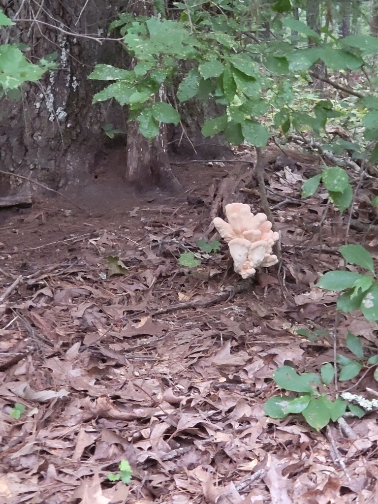 WhitePored Chicken of the Woods in August 2022 by caische · iNaturalist