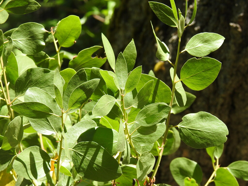 greenleaf manzanita from 1170 CA4, Arnold, CA 95223, USA on August 10