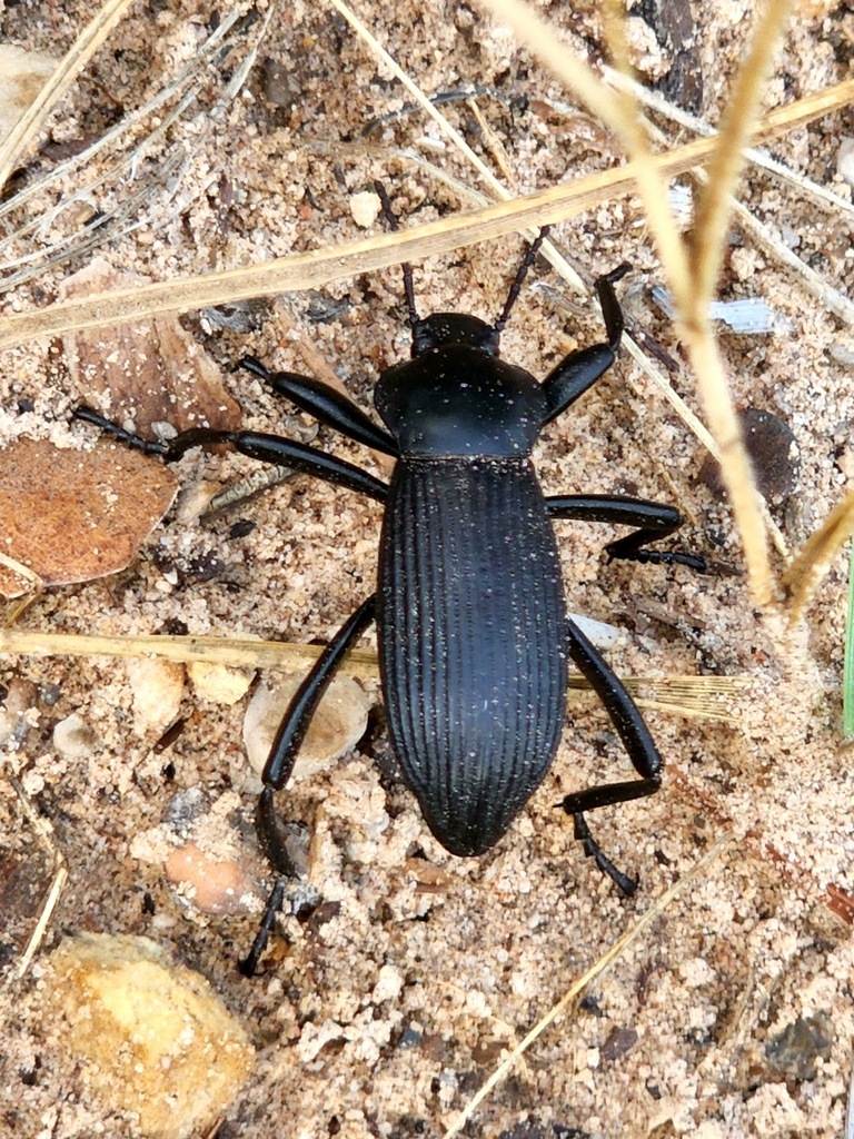 Desert Stink Beetles from Mountain Springs, NV 89161, USA on August 20, 2022 at 0552 PM by