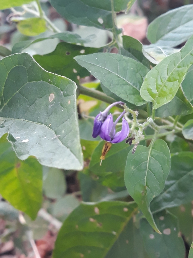 bittersweet nightshade from Uxbridge UB8 3PQ, UK on August 21, 2022 at