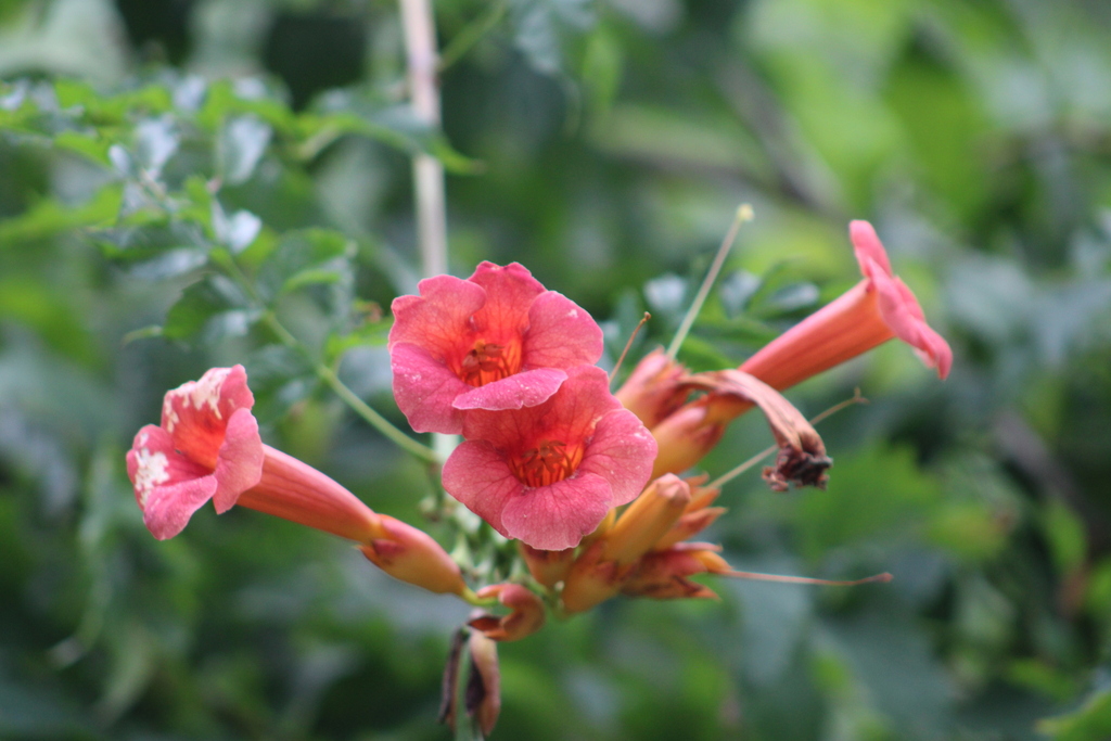 American trumpet vine from Sayville, NY, USA on August 21, 2022 at 0854 AM by Kevin Ackerman