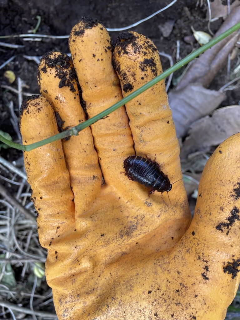 Lord Howe Island Woodfeeding Cockroach from Lord Howe Island Permanent Park Preserve, Lord Howe