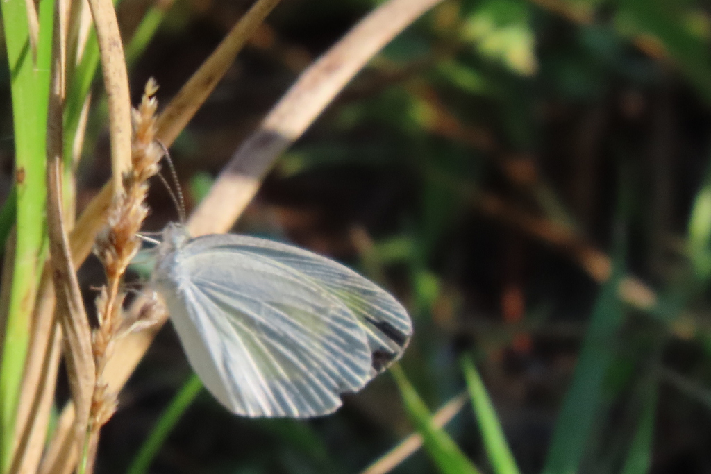Barred Yellow from Daniels Preserve at Spanish Creek, Alva, FL 33920