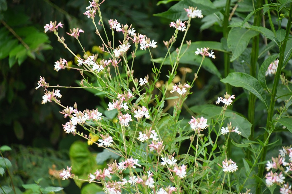 biennial beeblossom from Elkins, WV 26241, USA on August 25, 2022 at 08