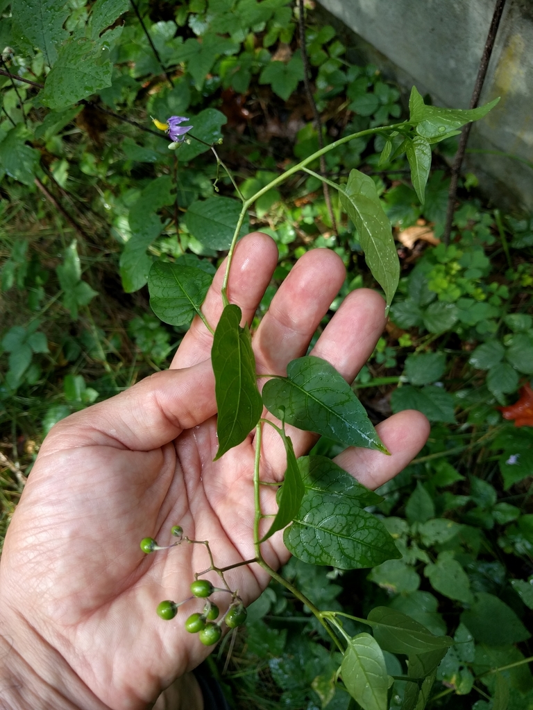 bittersweet nightshade (Angiosperms of Southeast Michigan) · iNaturalist