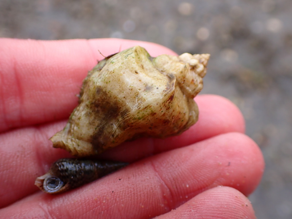 Japanese Oyster Drill from Marin County, CA, USA on August 28, 2022 at 0845 AM by Cricket