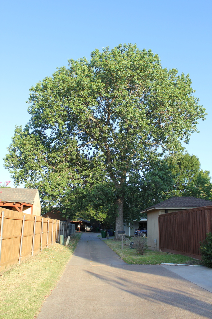 Eastern Cottonwood from Waxahachie, TX, USA on July 04, 2022 at 0727