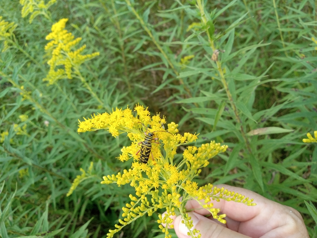 Megacyllene from Porter Corners, NY 12859, USA on August 29, 2022 at 0327 PM by Liz · iNaturalist