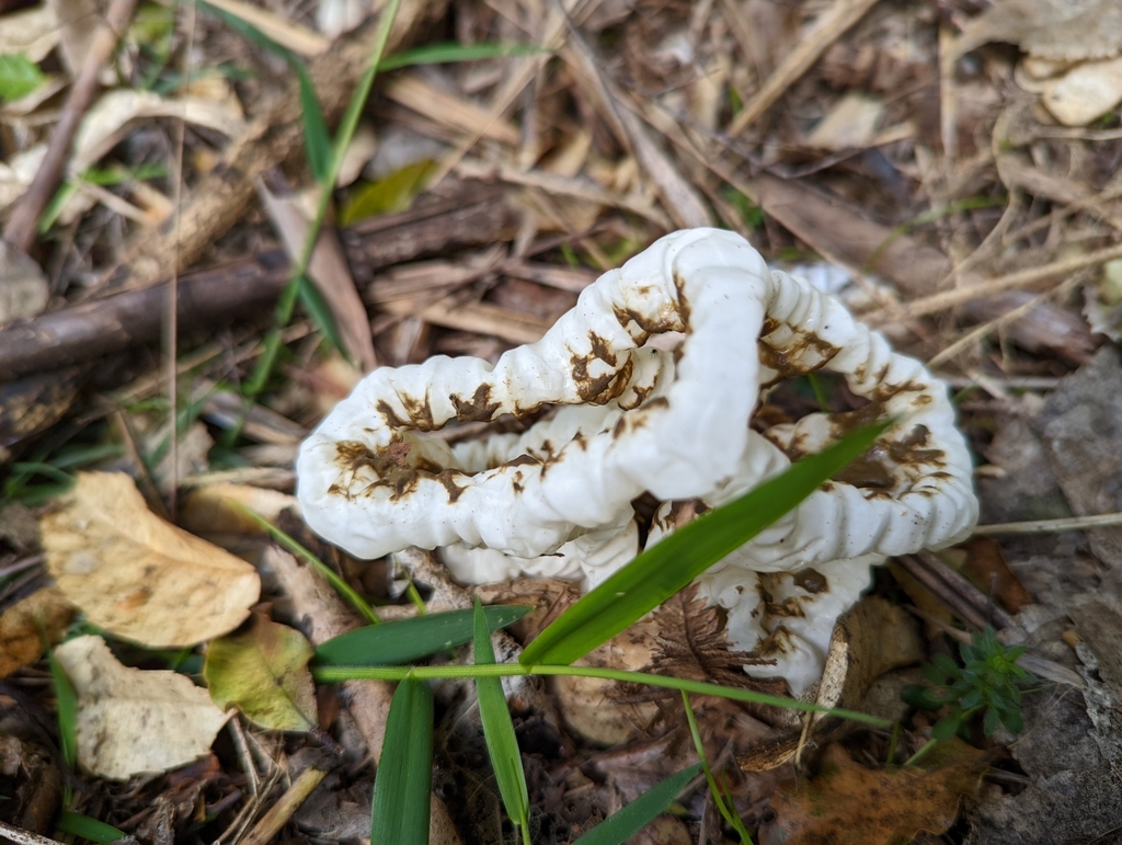 white basket fungus from Nihotupu, Auckland, New Zealand on August 27