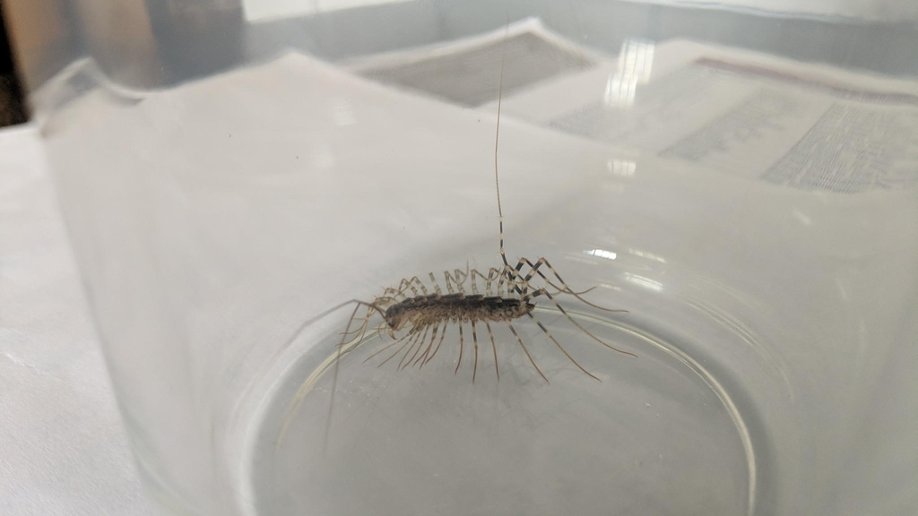 Japanese House Centipede from Liberty Township, IN, USA on September 1