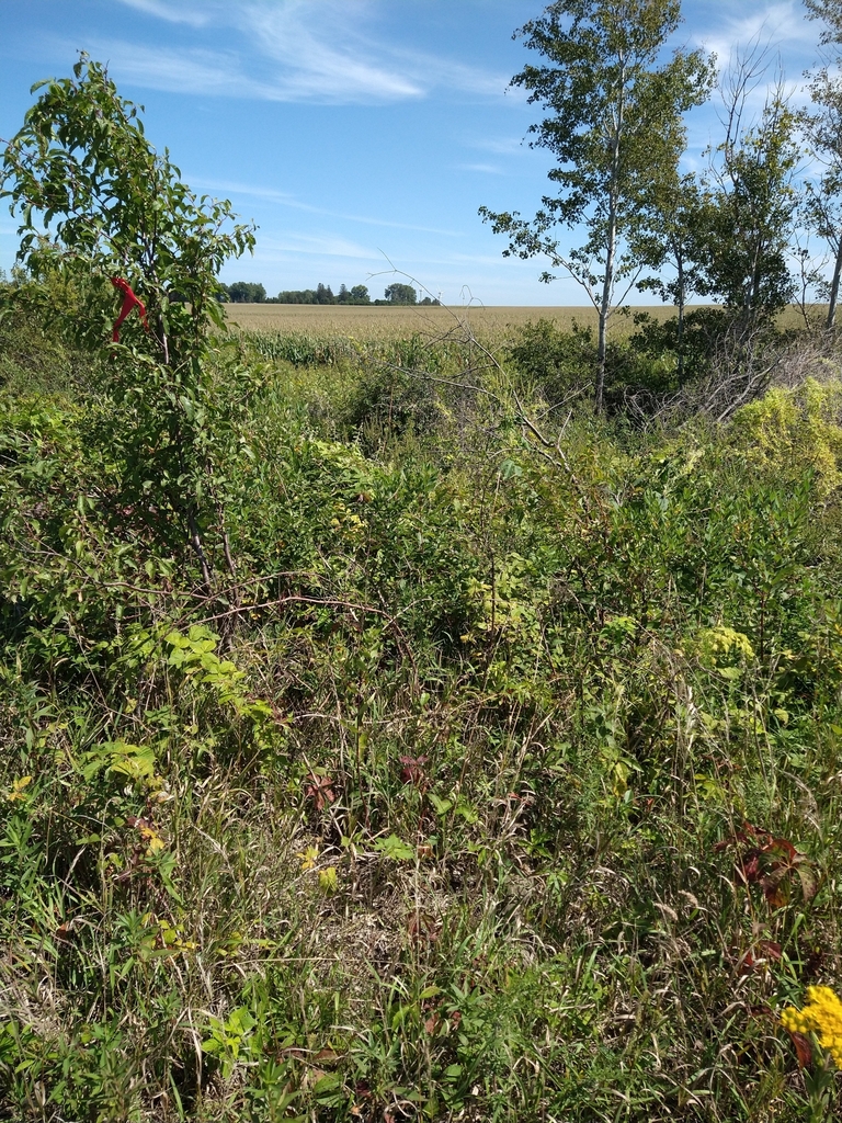 House Sparrow from Hayfield Township, MN 55940, USA on September 01