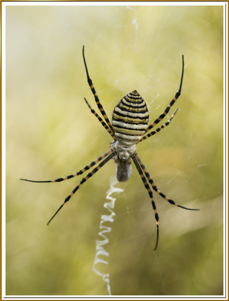 Banded Garden Spider Spiders of Nova Scotia) · iNaturalist