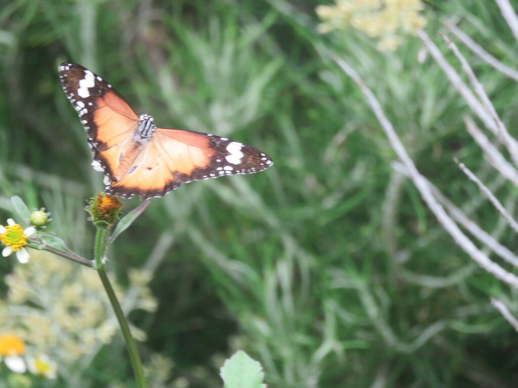 Lesser Wanderer from Lord Howe Island NSW 2898, Australia on March 07