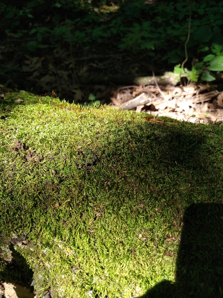 treeskirt moss from Hayward Township, MN, USA on September 03, 2022 at