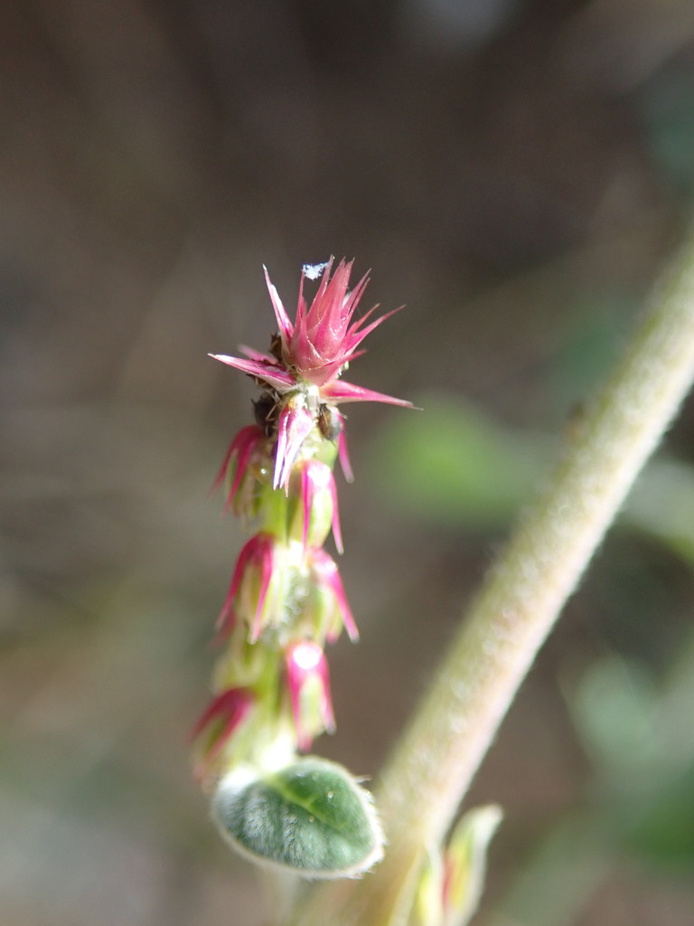 Devil's Horsewhip from SaintBarthélemy on January 15, 2021 at 1041 AM