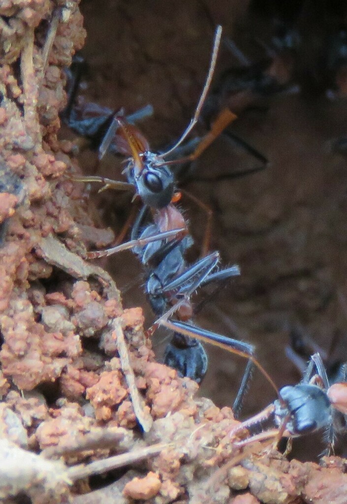 Jumping Jack Ant from Brisbane QLD, Australia on September 20, 2020 at