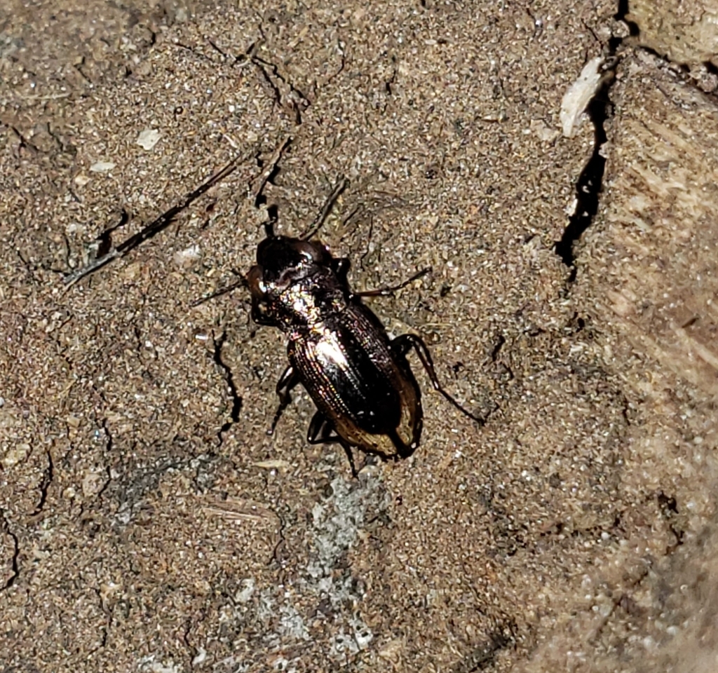 Notiophilus sylvaticus from Rose City Park, Portland, OR 97213, USA on