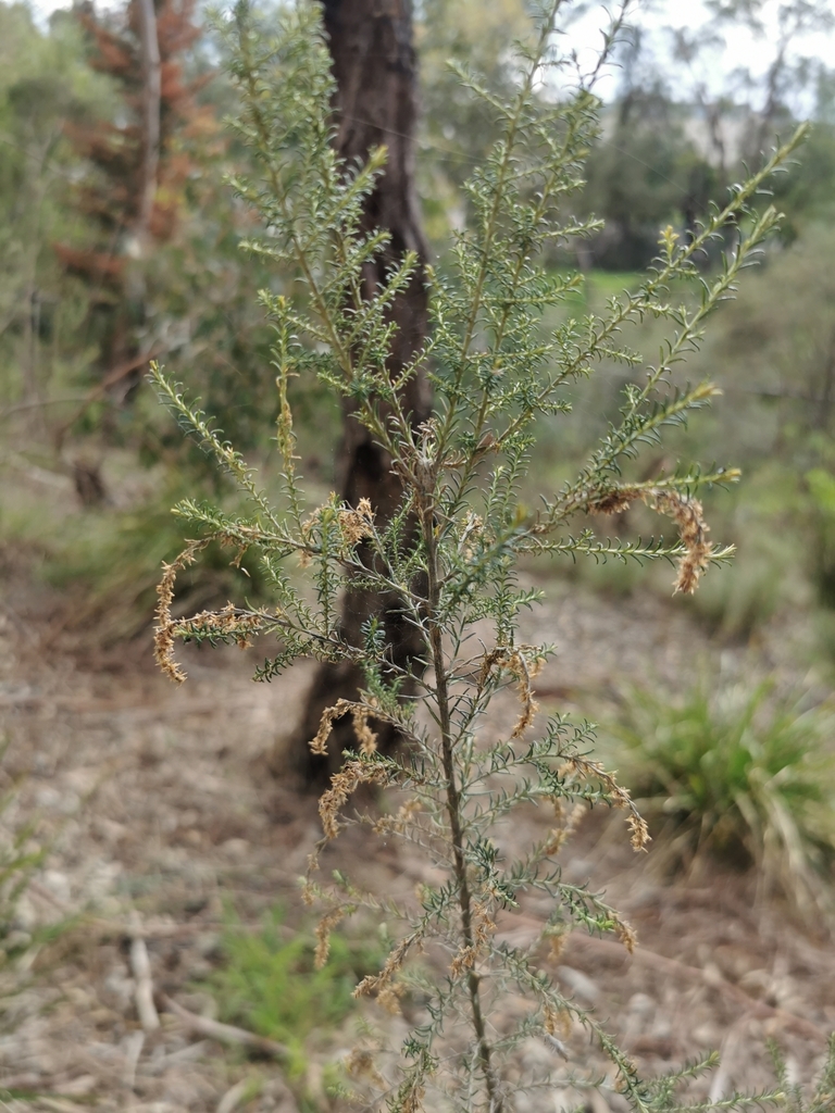 Sifton Bush from Ashwood VIC 3147, Australia on September 06, 2022 at