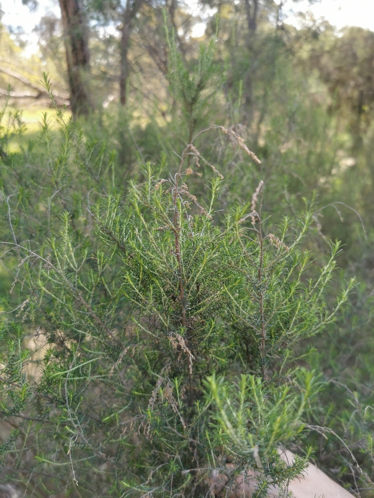 Sifton Bush from Wheelers Hill VIC 3150, Australia on September 07