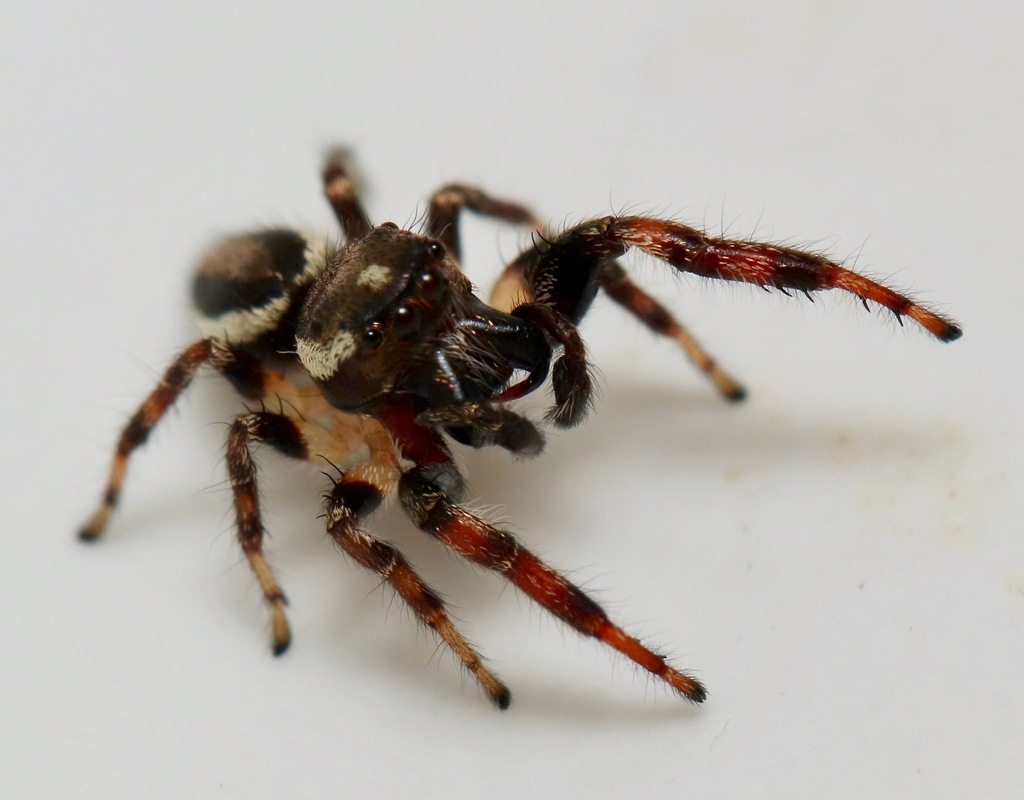 Bronze Jumping Spider from Stevens County, MN, USA on September 08