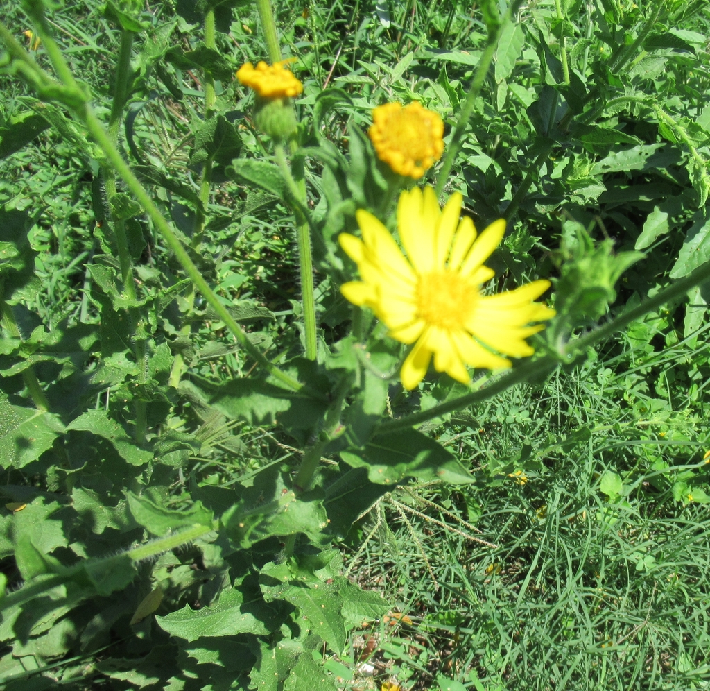 Camphorweed from Wilson Ledbetter Park, FM 1600, Cameron, TX, USA on