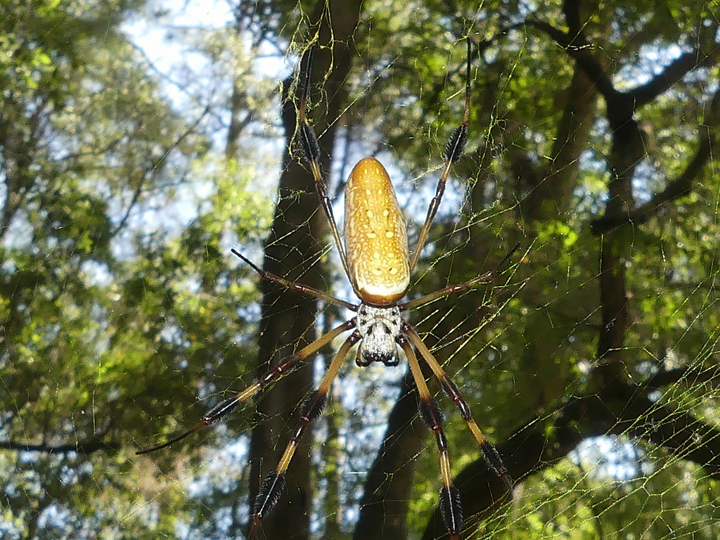 Golden Silk Spider from Belleview Heights, FL, USA on September 11, 2022 at 1046 AM by Shelley