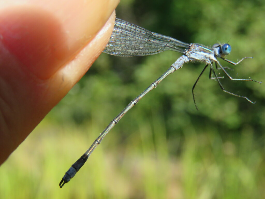 Pond Spreadwings from LacdesCinq, Shawinigan, QC, Canada on September