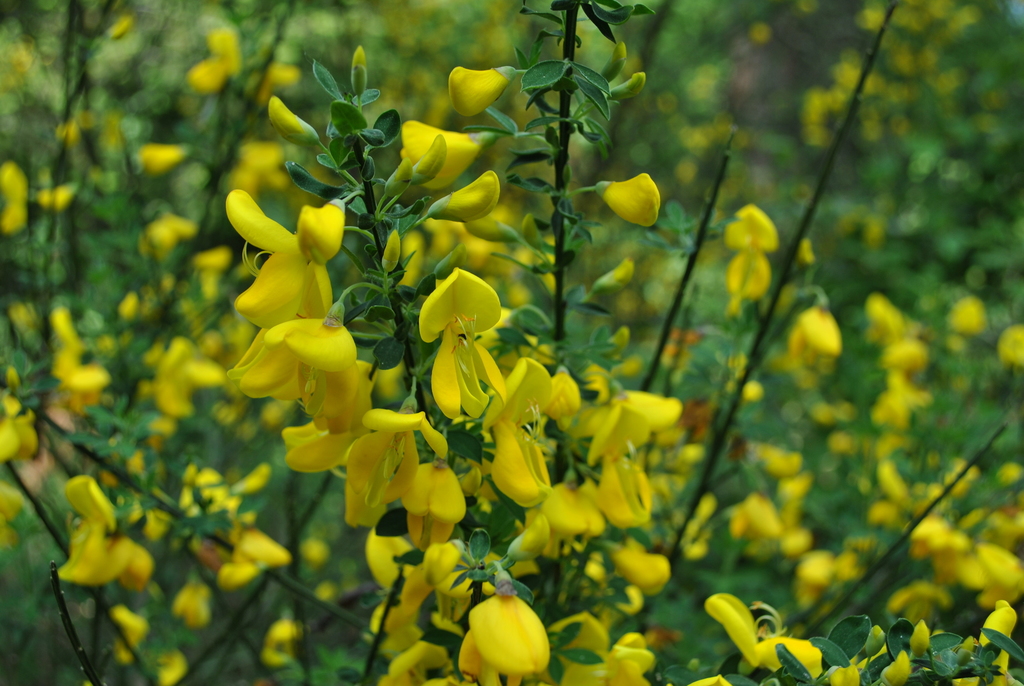 common broom (Invasive Species of Southeast New Hampshire