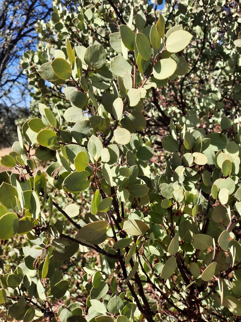 Whiteleaf Manzanita from Springville, CA 93265, USA on September 14, 2022 at 0945 AM by