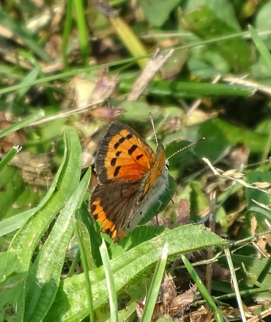 Small Copper from Fairview Cemetery, Newkirk Rd, Shreve, Ohio, USA on