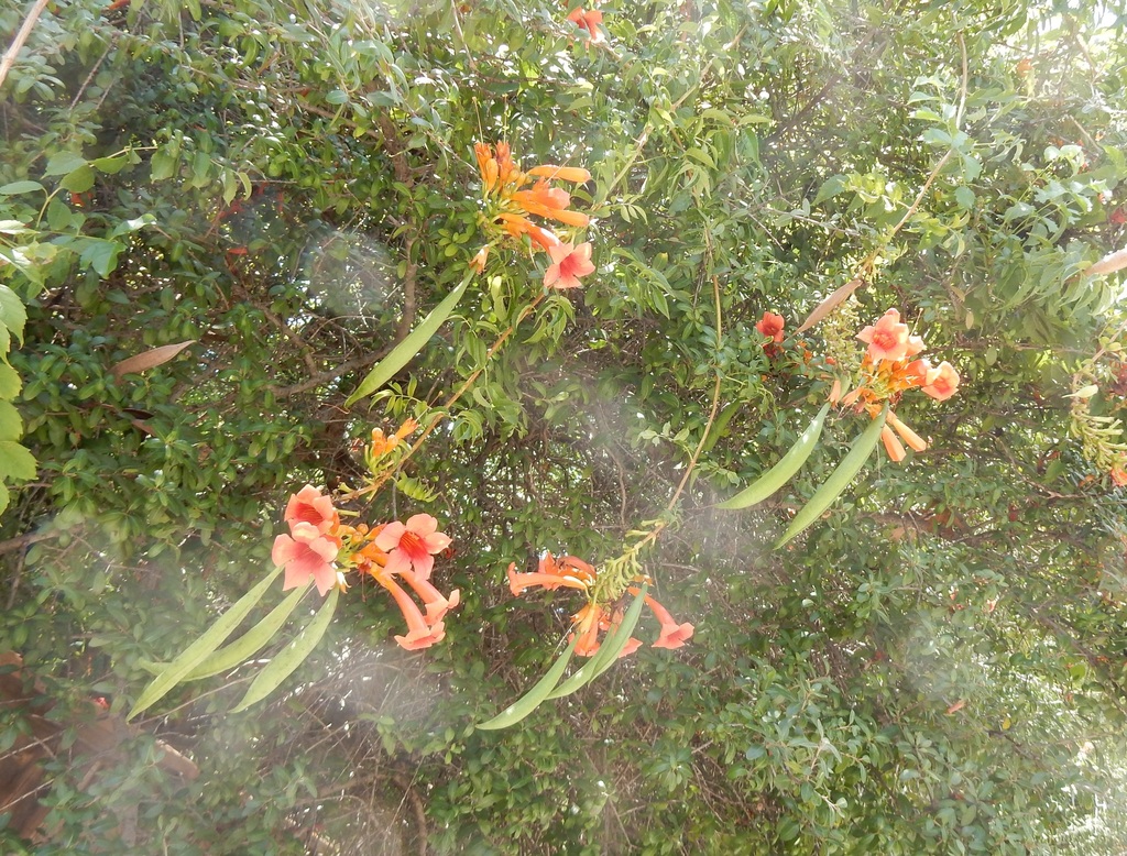 American trumpet vine from Fort Worth, TX, USA on September 17, 2022 at 1217 PM by Bob O'Kennon