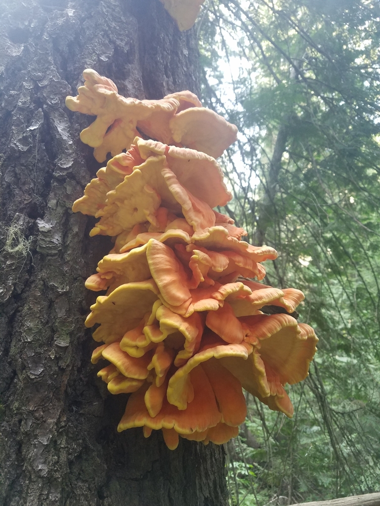 Conifer Chicken of the Woods in September 2022 by Ryan Bart · iNaturalist