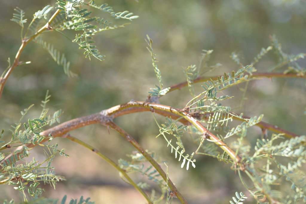 honey mesquite from Clark County, NV, USA on September 19, 2022 at 0504 PM by Micah Freedman