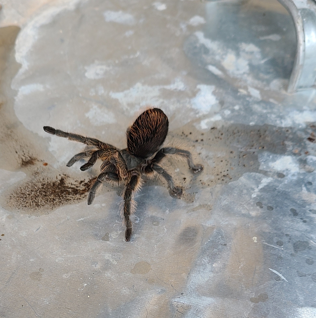 Grand Canyon Black Tarantula from Flagstaff, AZ 86024, USA on September