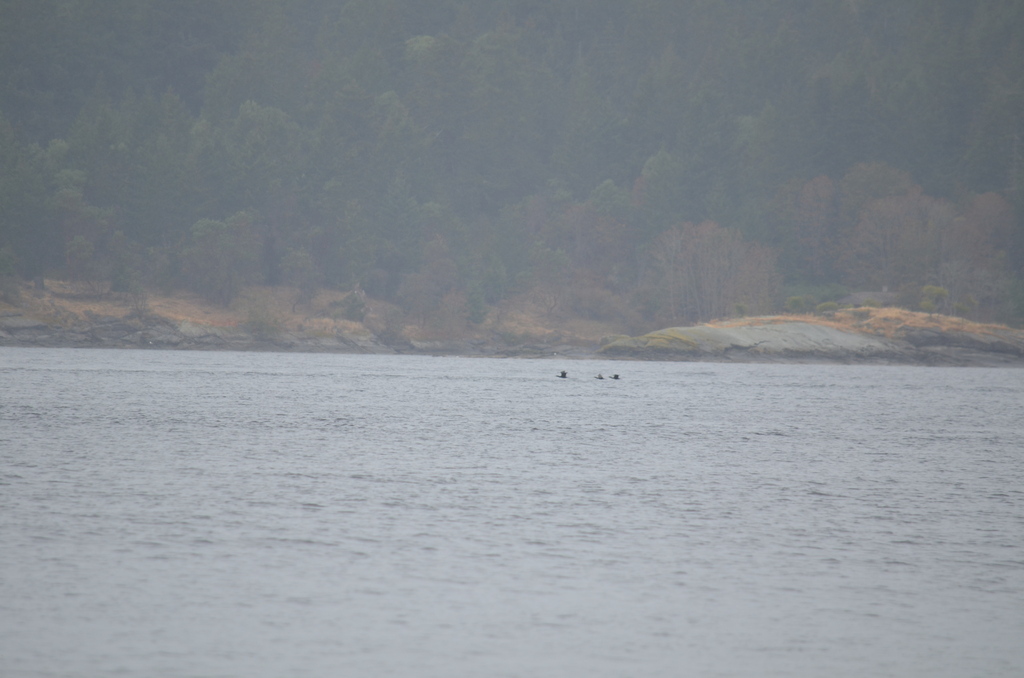 Doublecrested Cormorant from Capital, BC, Canada on September 04, 2022