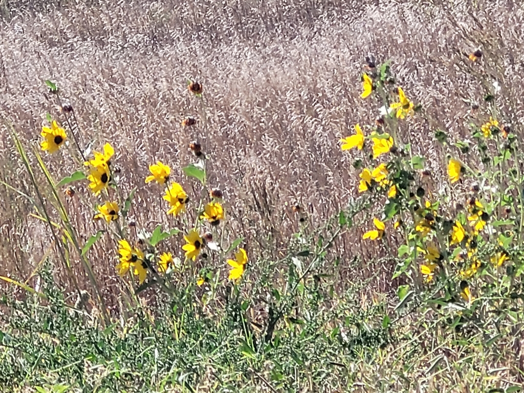 sunflowers from Blaine County, USNE, US on September 23, 2022 at 1206